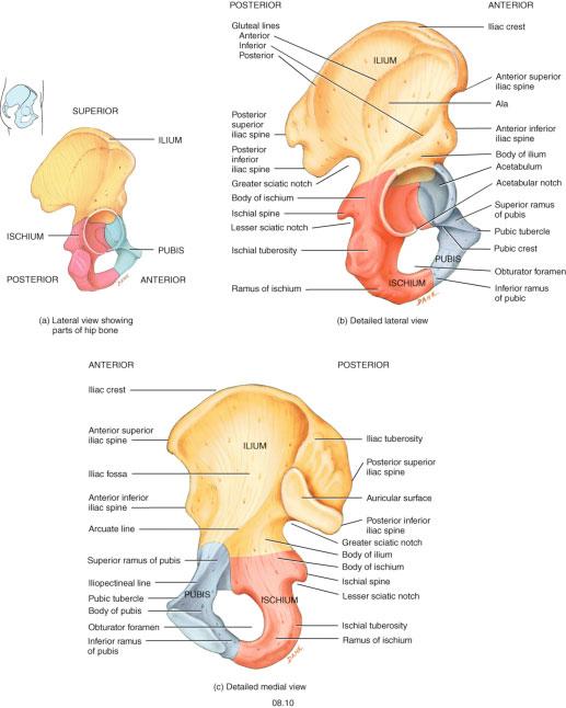 PELVIC GIRDLE The hip or pelvic girdle consists of two hip bones, also called pelvic bones.
