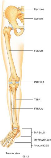 LOWER LIMB Each lower limb has 30 bones (just like the upper limb) but in four locations: The femur in the thigh = 1 The patella in the knee = 1 The tibia and fibula in the leg = 2 The 7 tarsals in