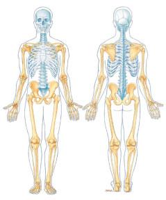 The Axial Skeleton The axial skeleton is so-called because it consists of the bones that lie around the longitudinal axis (vertical line) of the body.
