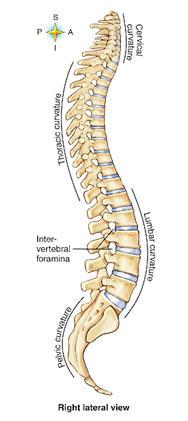 VERTEBRAL COLUMN The vertebral column, also called the backbone, is the bony part of the spine and makes up about two-fifths of your total height.