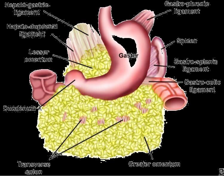 Curvatures of the stomach: 1) The Lesser Curvature: Forms the right border of the stomach - Extends from the cardiac orifice to the pylorus.