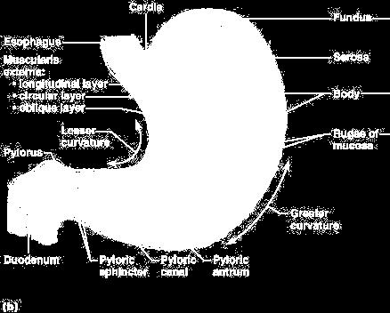 Histology of the Stomach The stomach contains 4 layers: mucosa, submucosa(ct), muscularis externa and serosa The layer of serosa is completely covered by peritoneum (simple squamous epithelium) The
