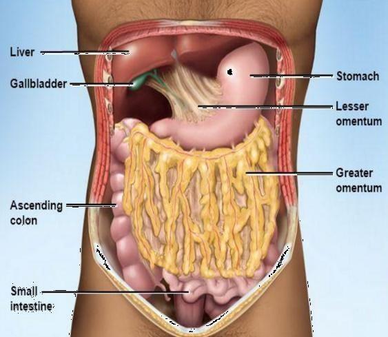 Peritoneum of the Stomach: The stomach is completely covered by peritoneum.