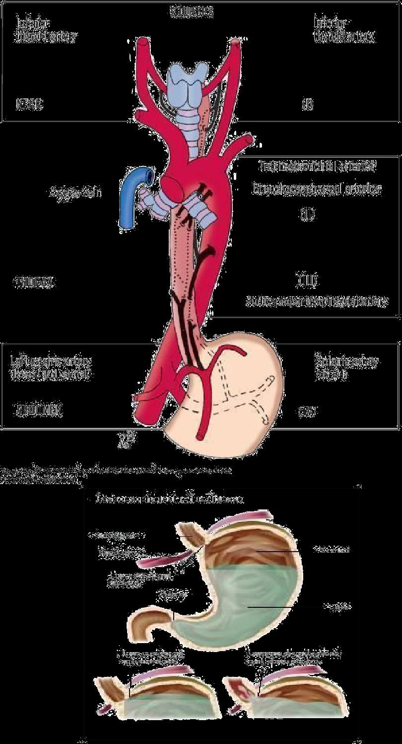 The middle third: (striated and smooth muscles) receives blood supply from the posterior intercostal arteries (bronchoesophageal arteries and the tracheobronchial arteries) which are branches from