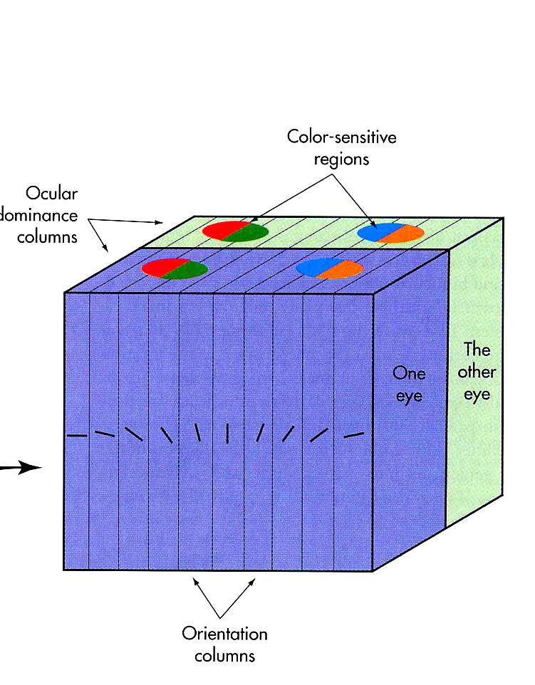 Can you map cortical columns?