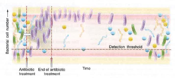 Impact of antibiotic administration - bacterial community of the colon