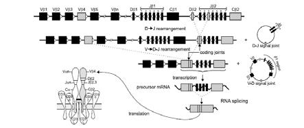 Chromosome 1p, 19q and Gliomas 1p & 19q deletions define Oligodendroglioma. Detected either by: FISH or PCR based Techniques PCR amplification of microsatellites normal vs tumor tissue.