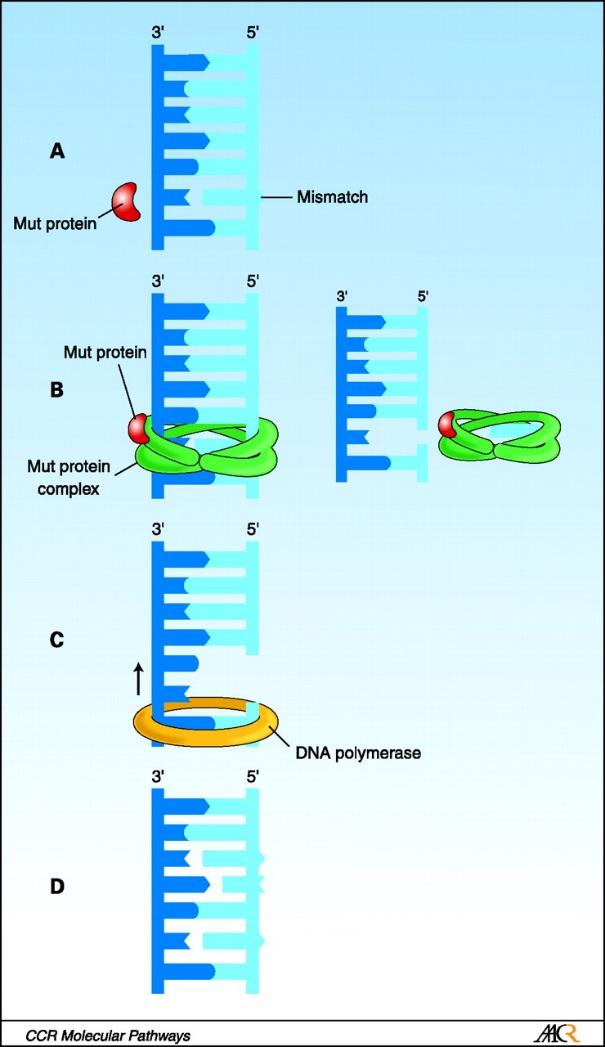Mismatch repair (MMR) MMR proteins critical to DNA repair during replication Corrects errors of DNA polymerase that