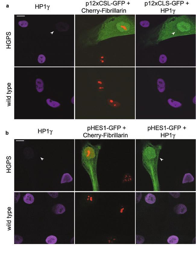 Figure S3 Activation of Notch reporters in HGPS cells.