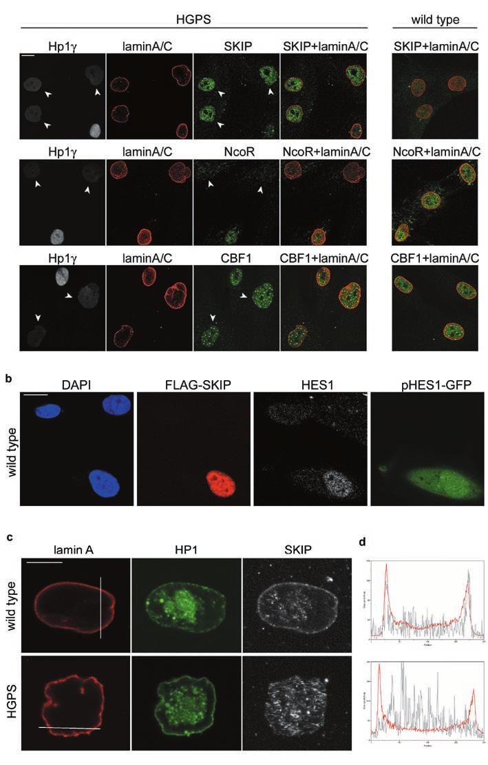 Figure S4 Altered levels and subnuclear distribution of transcriptional regulators of Notch effectors. a, Immunofluorescence microscopy of HGPS and wild type cells using the indicated antibody.