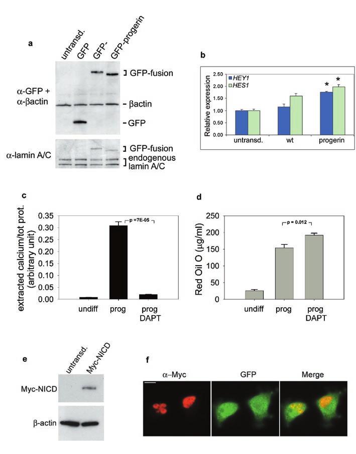 Figure S5 Characterization of hmscs cell lines constitutively expressing GFP-progerin, GFP-wt lamin A, or Myc-NICD.