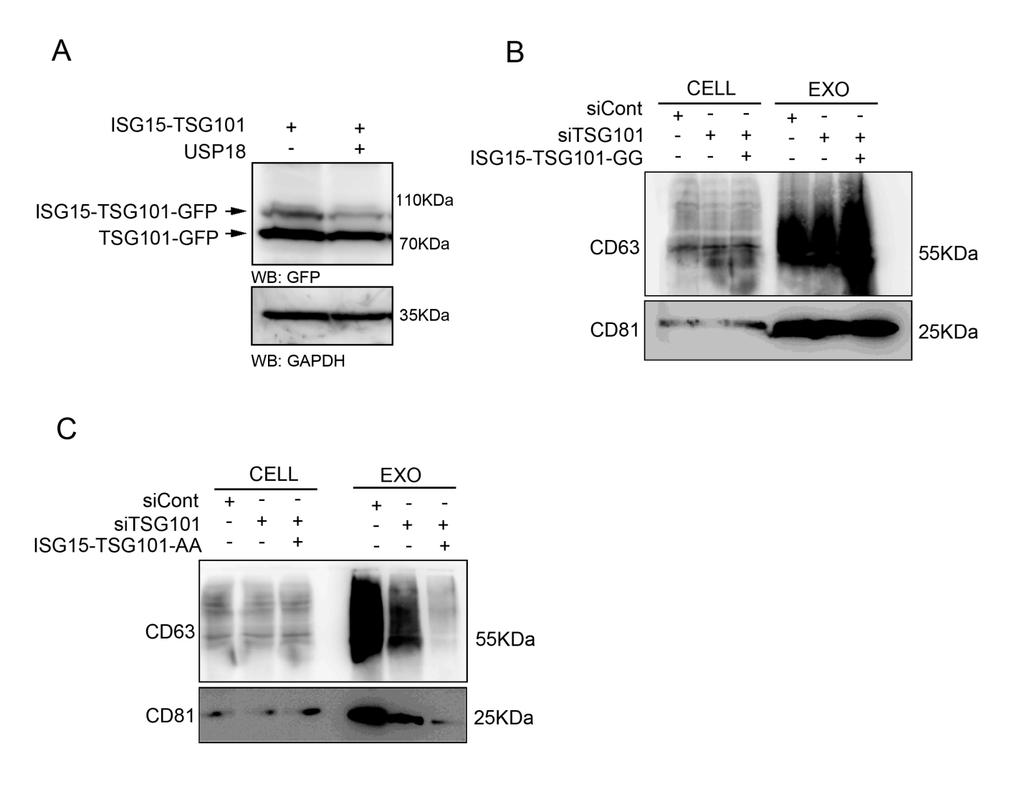 Supplementary Figure 5. (A) Western blot analysis of TSG101 ISGylation in HEK293 cells transfected with ISG15-TSG101-GFP and USP18 when indicated.