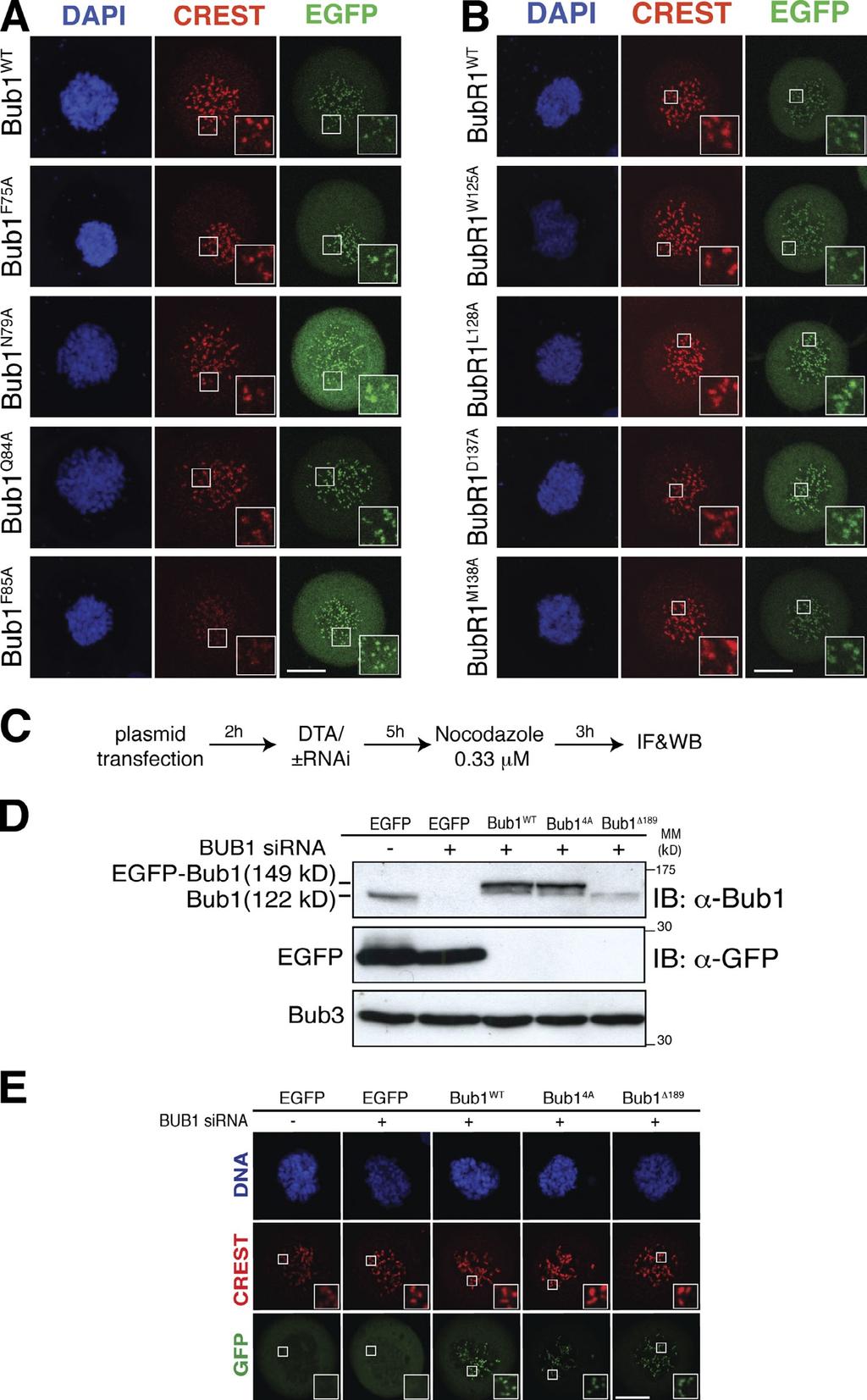 Figure S3. Fluorescence images of mitotic cells expressing wild-type Bub1 or BubR1 and single point mutants and localization experiments in the absence of endogenous Bub1.