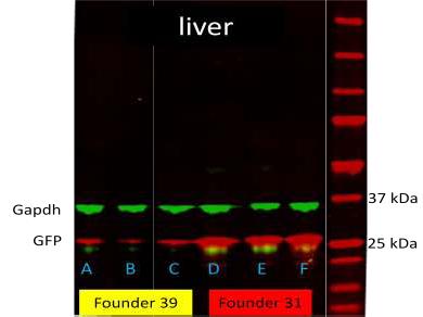 Figure 11. Western blot analysis for GFP in the liver comparing founder 31 and 39 of Tet-on-99CGG-eGFP. Figure X is the result of Western blot. A, B and C are mice from founder 39.