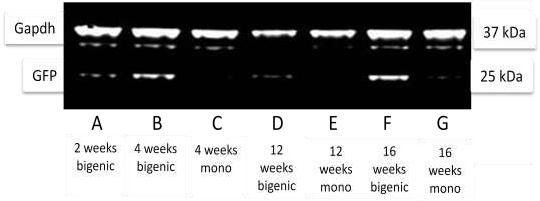 Figure 14. Western blot for GFP of bigenic mice Tet-on-99CGG-eGFP/PrP-rtTA after different time points of dox treatment. The transgene expression could also be detected by Western blot.