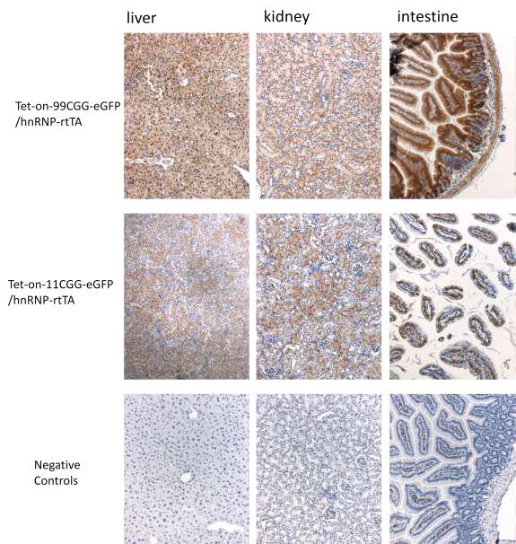 Figure 3. Immunohistochemistry for GFP in liver, kidney, and intestine of bigenic mice Tet-on-nCGG-eGFP/hnRNP-rtTA with dox treatment.