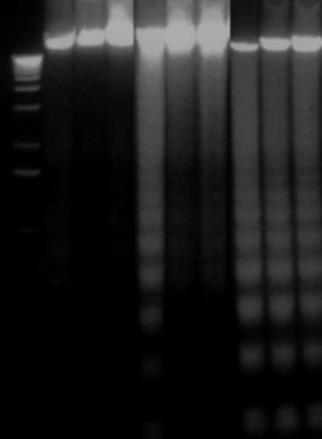 Caspase-7 deficient cells show a delay in DNA fragmentation A! bp 12.0! 5.0! 3.0! 2.0! 1.6! 1.0! 0.5! MW! 0 h! 2 h! 3 h! -/-! -/-! -/-! -/-! -/-! -/-! B!