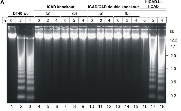 Inter-nucleosomal DNA cleavage is absent and chromatin condensation is