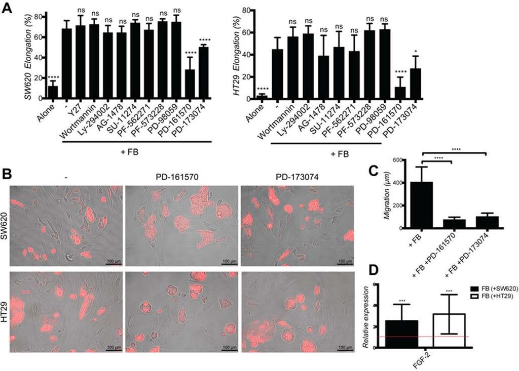 Supplementary Figure S4: Fibroblasts-mediated effects on cancer cells are mediated by FGFR. A.