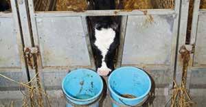 9 Key points when feeding concentrates: The calf should have access to concentrates from three to four days to stimulate rumen activity. The rumen is usually functioning well by 10-12 weeks.