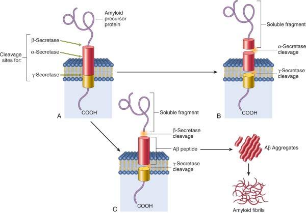 4 [3] Figure 1. Amyloid Precursor Protein (APP) Proteolytic Cleavage A) APP is synthesized in many cells and expressed as a transmembrane protein at the cell surface.