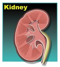Acute pyelonephritis pyelonephritis is defined as inflammation of the kidney and renal pelvis A clinical