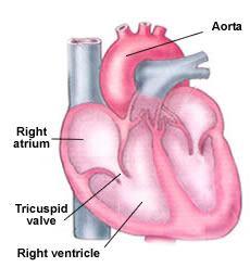 Internal Anatomy Valves Atrioventricular (AV) valves Mitral valve (L side) Tricuspid valve (R side) Four valves in the heart serve two functions: the keep blood flowing in just one direction, and