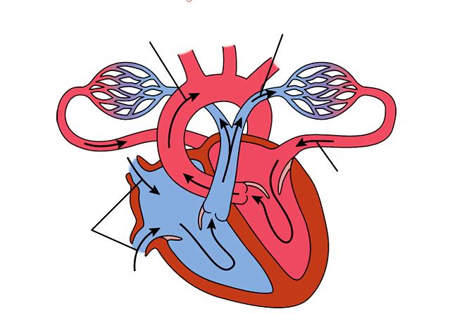 Function of Human Heart The Human heart acts as a PUMP that helps to send blood around the body supplying cells with Nutrients