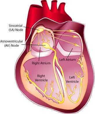Control of Heart Beat The heart is caused to beat regularly by a structure called the Sinoatrial Node (S-A Node)