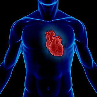Structure of the Human Heart Has four Chambers (2 Atria and 2 Ventricles) Made of Cardiac Muscle Found in Chest Cavity