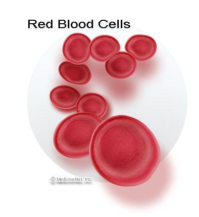 Red Blood Cells Transport oxygen Red color is from hemoglobin Hemoglobin: ironcontaining
