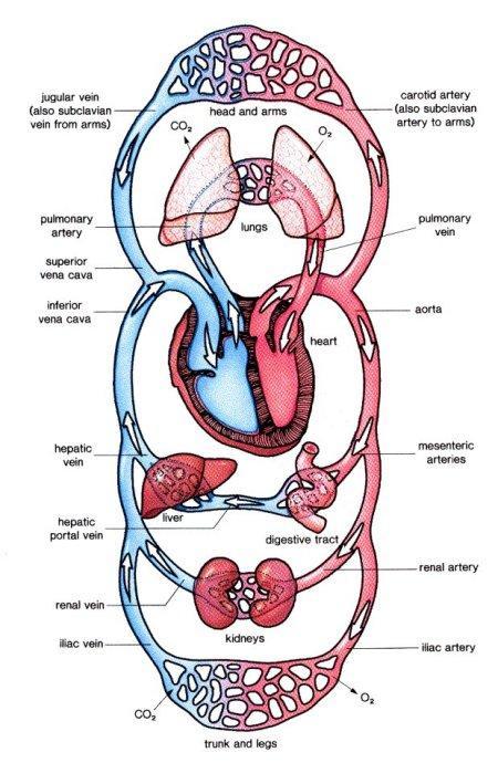The Circulatory System Closed circulatory system: found in humans and other vertebrates Circulating fluid (blood) is