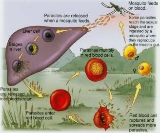 Malaria A disease caused by a parasitic protozoan that