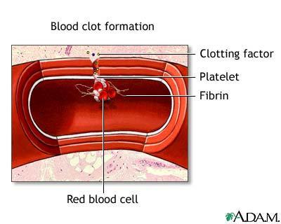 Platelets and Blood Clotting Blood clotting is made possible by plasma proteins