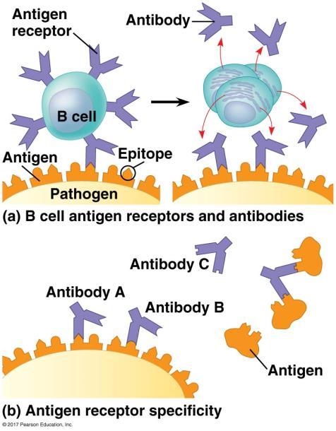Activated B cells proliferate and produce antibodies Fig.