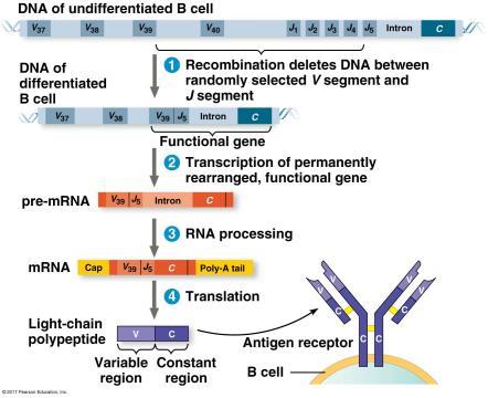 1. Generation of lymphocyte diversity by gene rearrangement and
