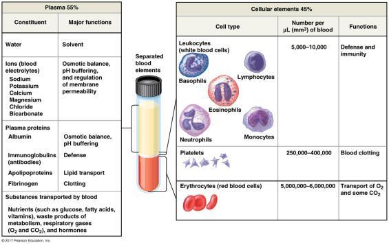 22 Two main types of lymphocytes: B lymphocytes and T lymphocytes and their