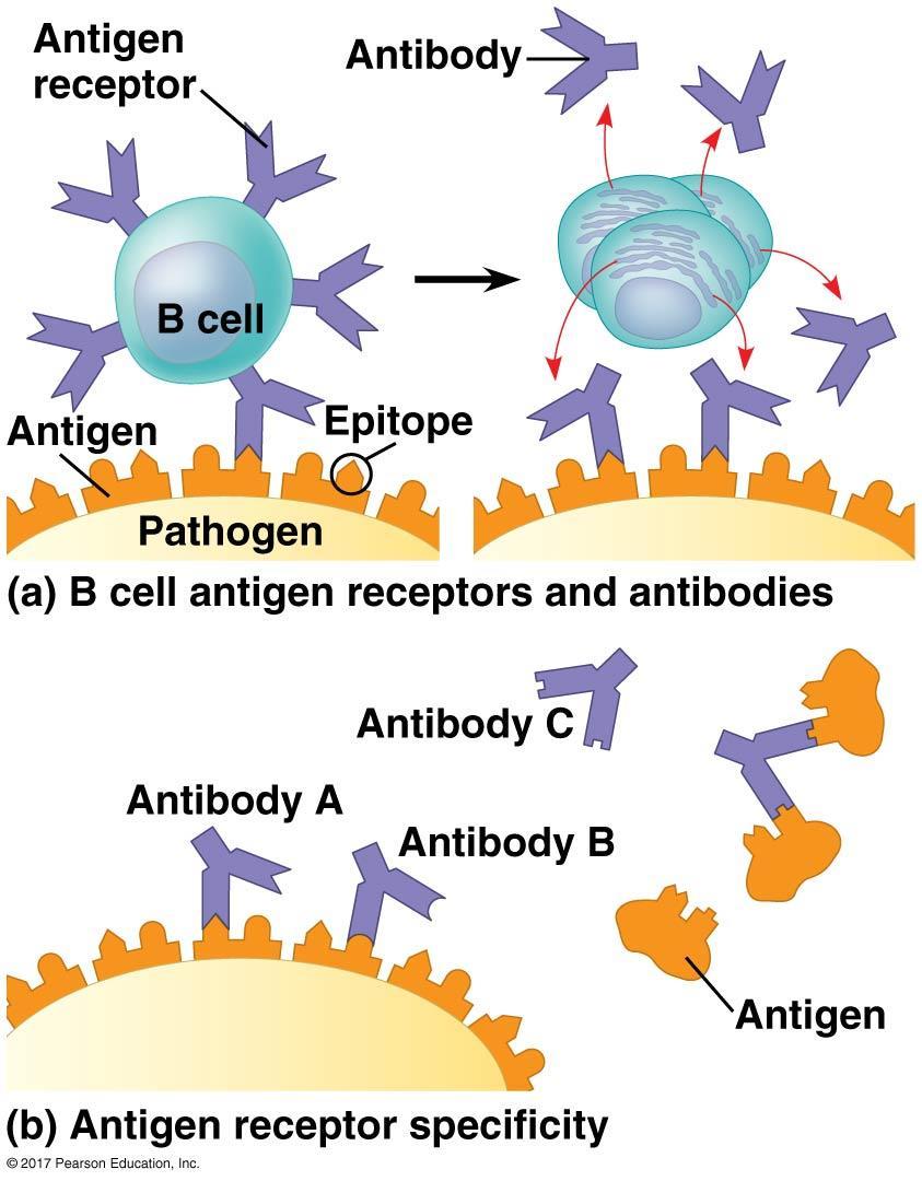 Activated B cells proliferate and