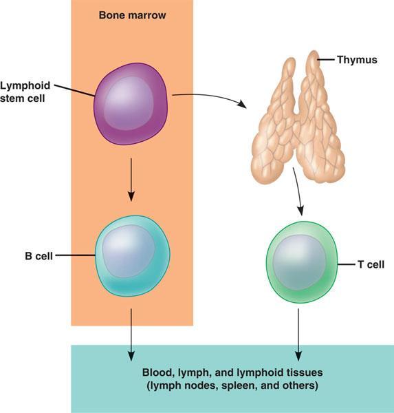 Origin of lymphocytes Figure