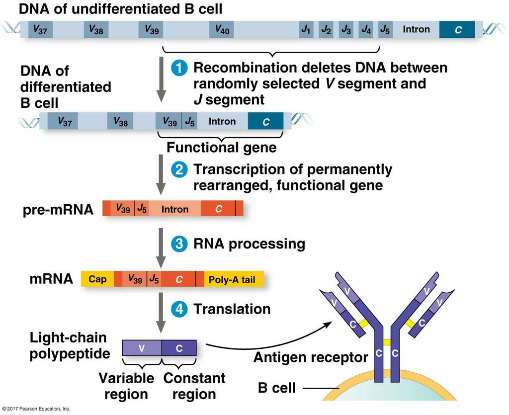 1. Generation of lymphocyte diversity by gene rearrangement