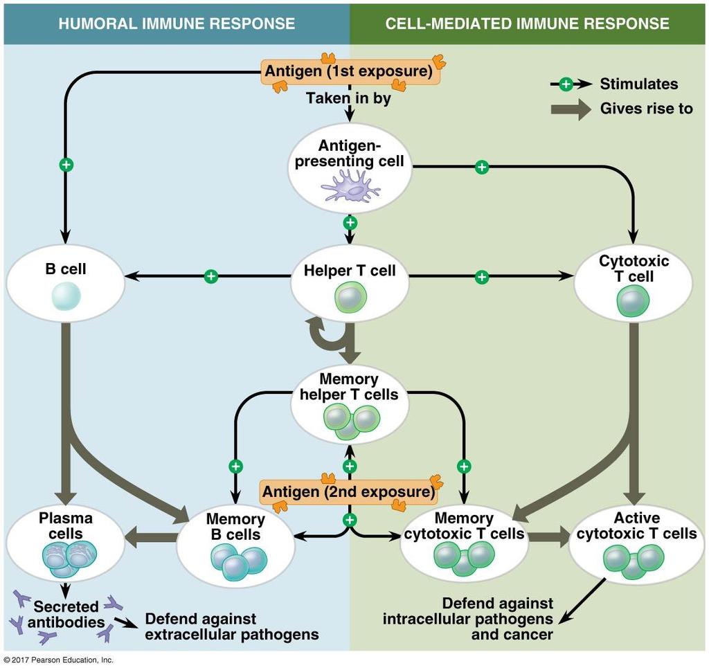 Two branches of adaptive immunity: (1) Humoral immune response