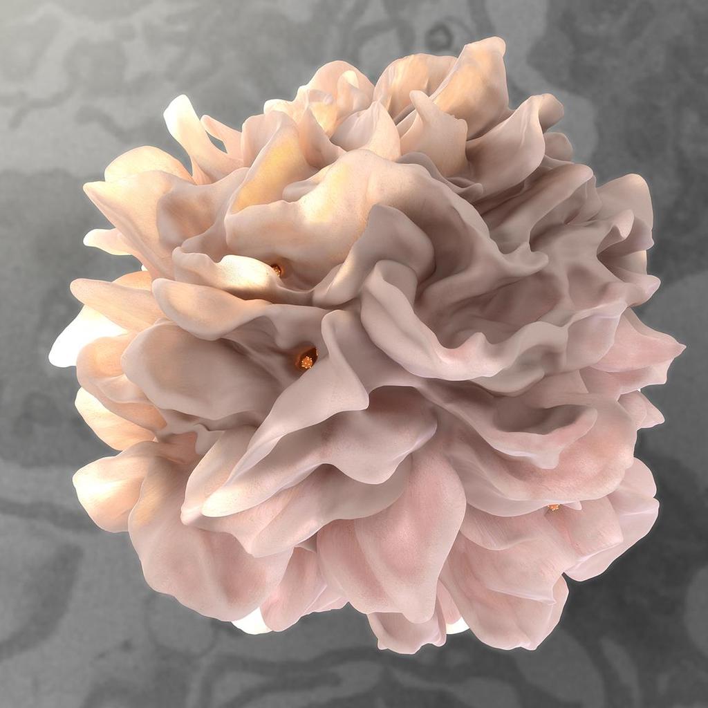 Dendritic cell and HIV https://electron.