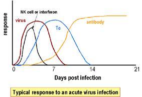 β interferon secreted by the virus-infected cell attracts Natural killer (NK) cells, which