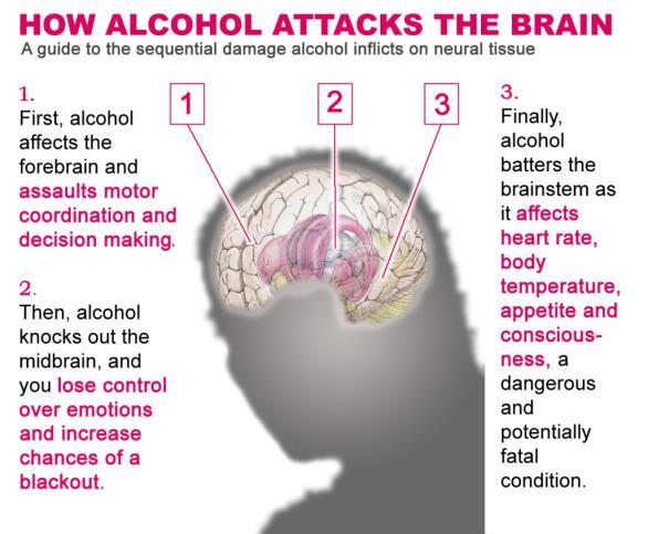 Effects of Alcohol on the Body Once it reaches the brain, alcohol alters brain chemistry and neurotransmitter functions 25