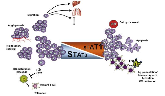 The pposing Roles of STAT3 & STAT1 in Cancer STAT3 is a proto-oncogene STAT1 is a tumor suppressor G.