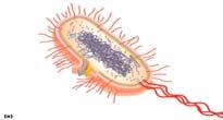 Organelles Polysaccharide cell walls Mitotic