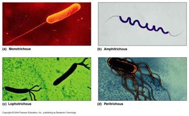 TYPES OF FLAGELLA Outside cell wall Made of chains
