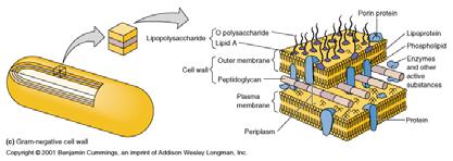 Porins (proteins) form channels through membrane GRAM NEGATIVE CELL WALL GRAM STAIN MECHANISM Crystal violet-iodine crystals form in cell Gram-positive Alcohol dehydrates peptidoglycan CV-I crystals