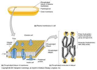 Plasma Membrane Plasma Membrane Phospholipid bilayer Peripheral proteins; integral proteins; transmembrane proteins Selective Permeability (semi-permeable)
