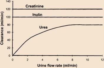 Creatinine is also freely filtered and not reabsorbed, but creatinine is secreted in the distal nephron, so creatinine clearance exceeds inulin